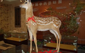 梅花鹿动物道具模型